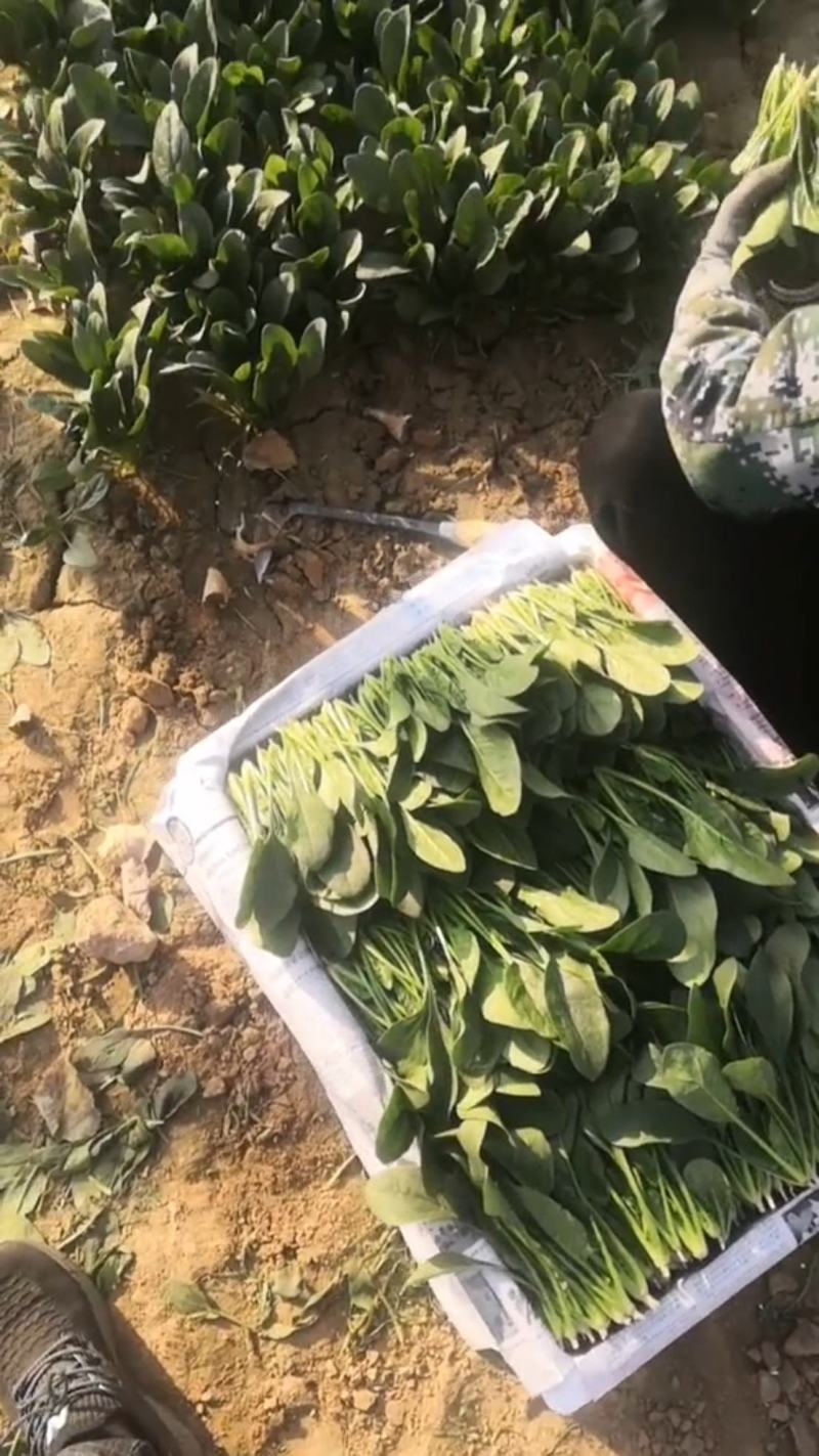 精品菠菜大量供货中一级货源诚信经营代发全国