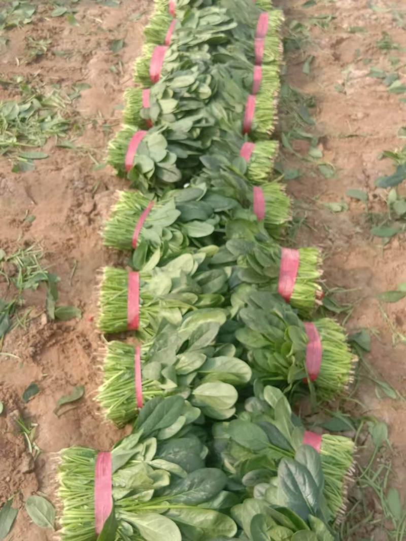 精品菠菜大量供货中一级货源诚信经营代发全国