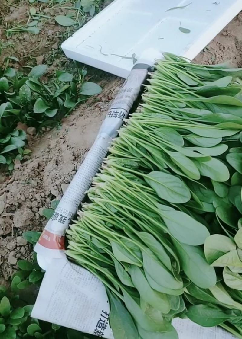 精品菠菜大量供货中一级货源诚信经营代发全国