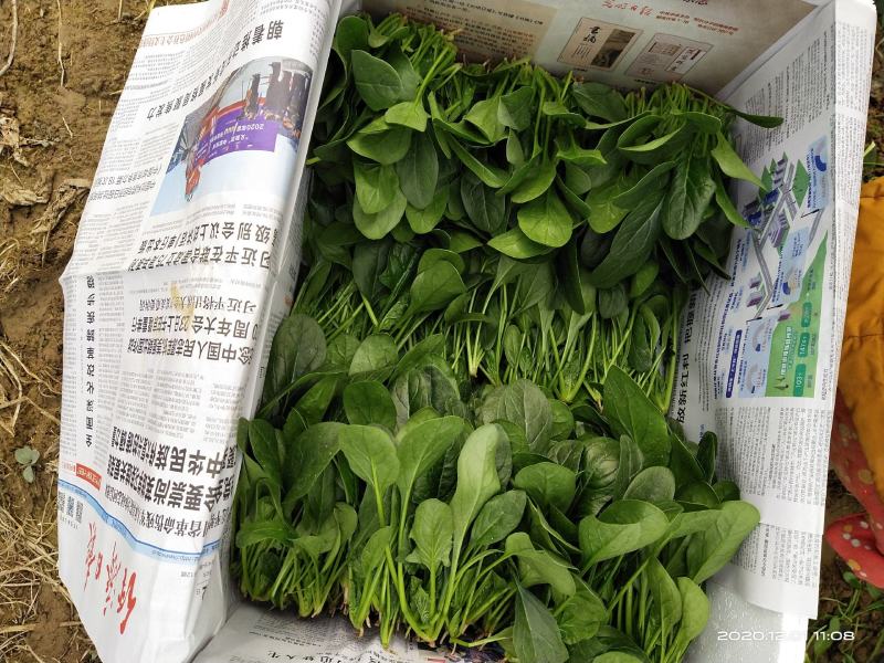 精品菠菜大量供货中一级货源诚信经营代发全国
