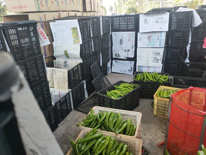 雷州市英利镇万亩辣椒基地，品质保证