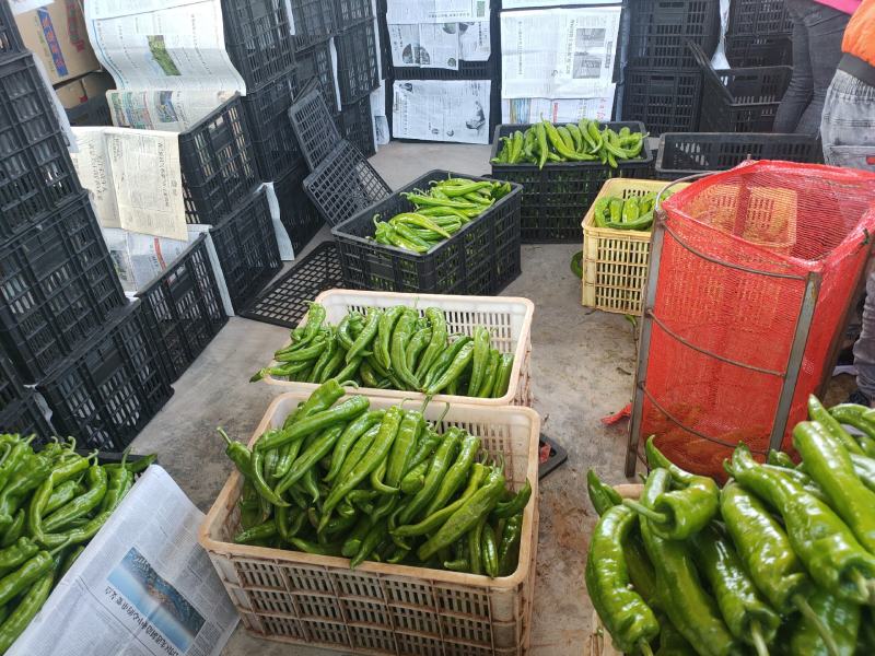 雷州市英利镇万亩辣椒基地，品质保证