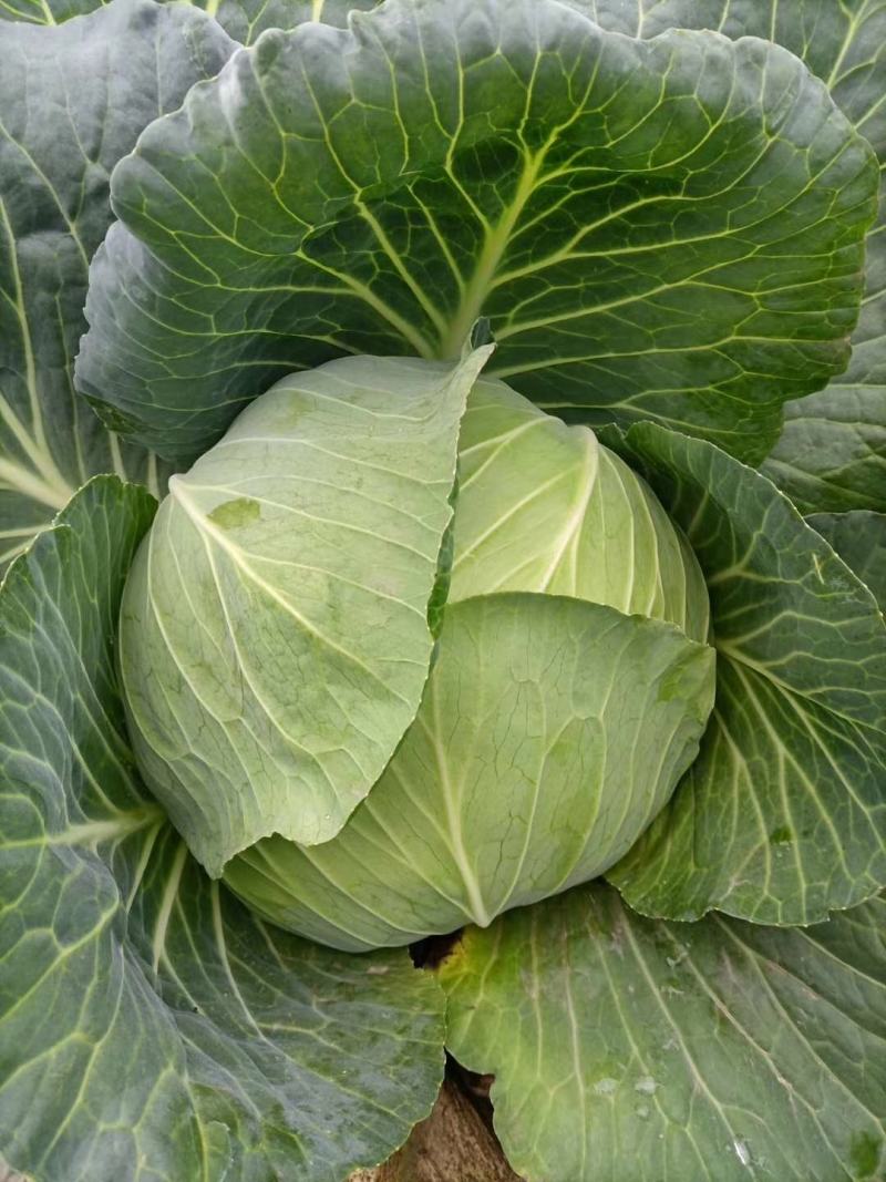 【精品扁包】大量供应，产地新野，新鲜耐运输，可视频看货