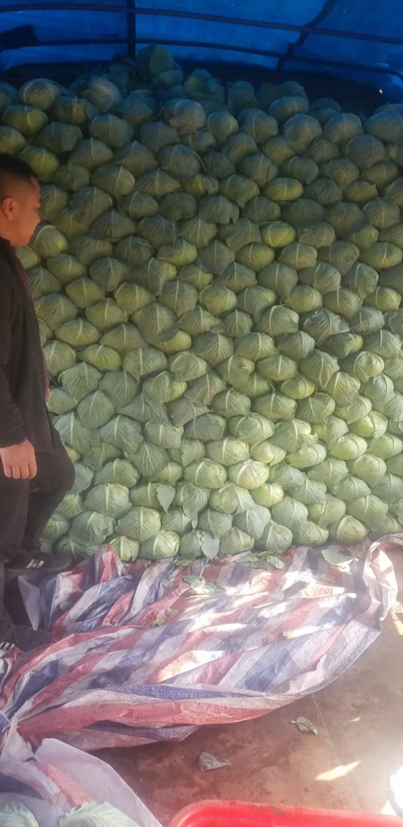 【精品扁包】大量供应，产地新野，新鲜耐运输，可视频看货