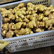 山东大黄姜新圆头姜洗姜特价批发，量大从优我们都是真实报价