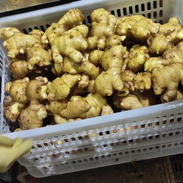 山东大黄姜新圆头姜洗姜特价批发，量大从优我们都是真实报价