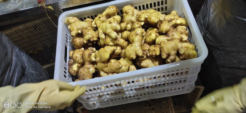山东大黄姜新圆头姜洗姜特价批发，量大从优我们都是真实报价
