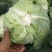 【精品扁包】大量供应，产地新野，新鲜耐运输，可视频看货