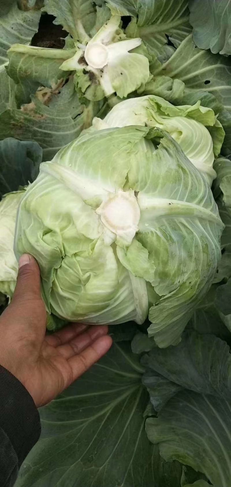 【精品扁包】大量供应，产地新野，新鲜耐运输，可视频看货