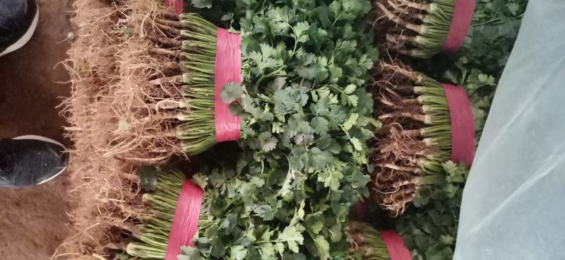 国华菜站香菜上市欢迎采