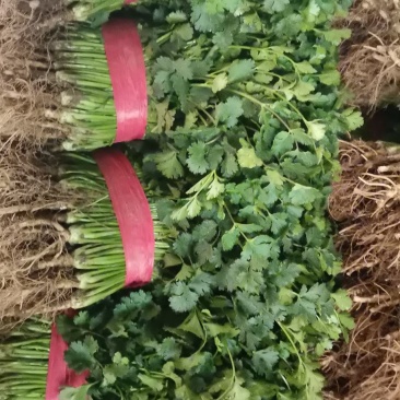 国华菜站香菜上市欢迎采