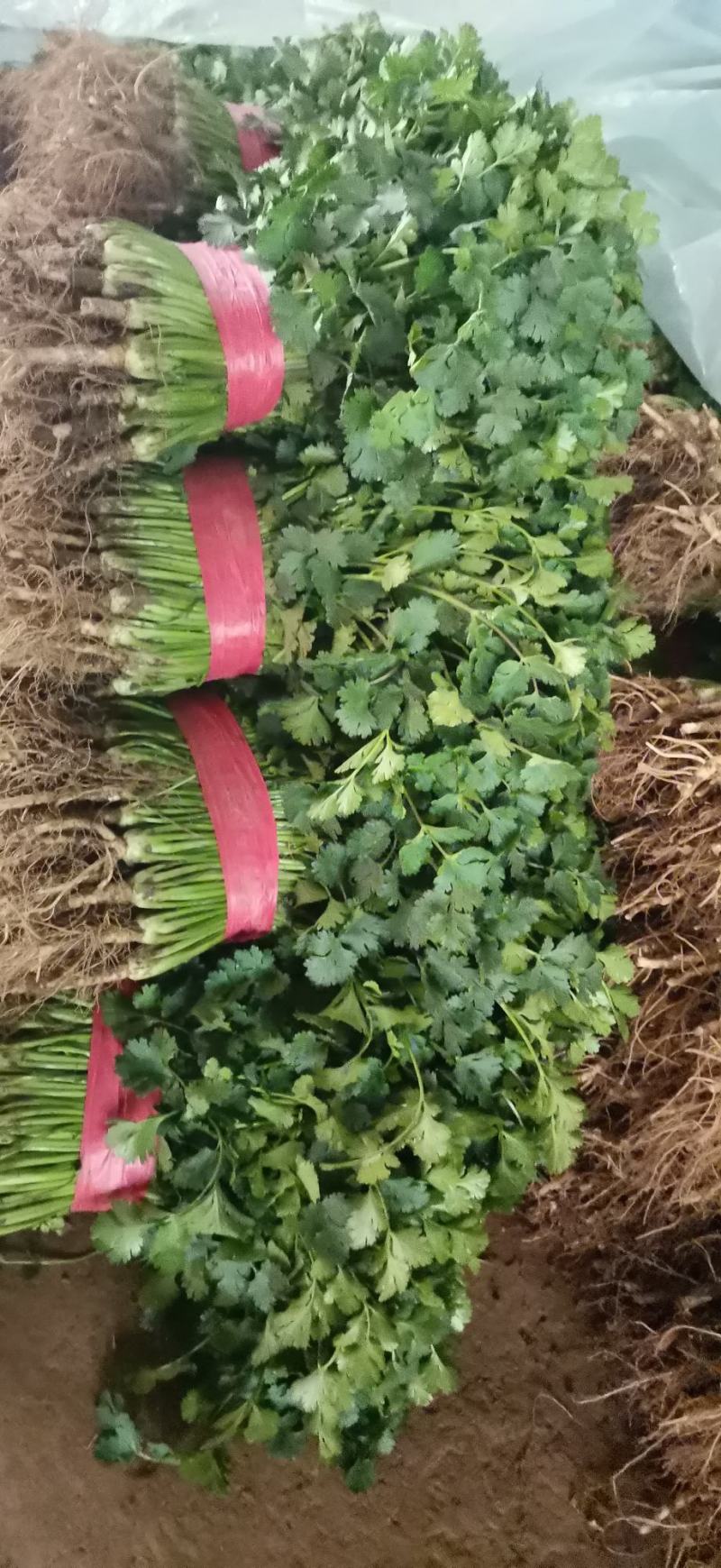 国华菜站香菜上市欢迎采