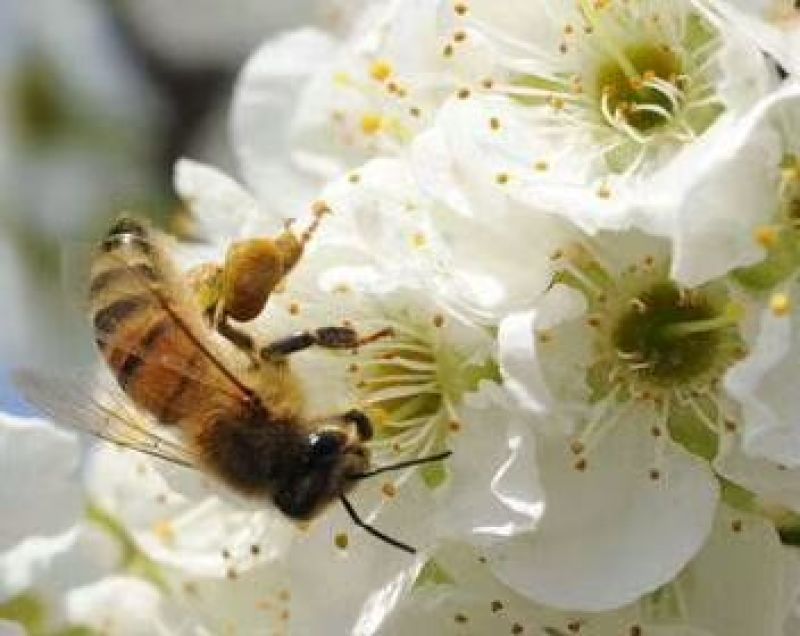 蜂蜜百花蜜一瓶2斤装，包邮，一件代发批发