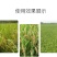 稻丰源硅肥水稻专用促生根柯杈多返青快籽粒饱抗倒伏