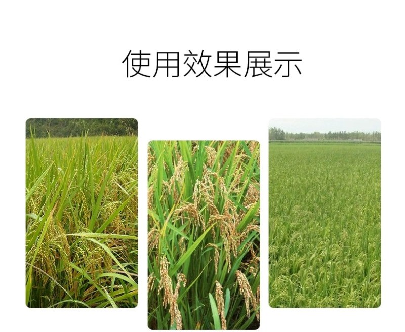 稻丰源硅肥水稻专用促生根柯杈多返青快籽粒饱抗倒伏