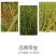 稻丰源硅肥水稻专用促生根柯杈多返青快籽粒饱抗倒伏