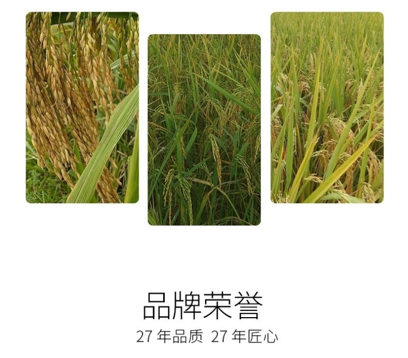 稻丰源硅肥水稻专用促生根柯杈多返青快籽粒饱抗倒伏