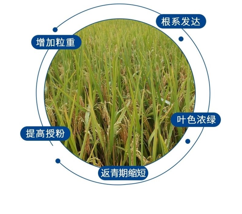 稻丰源硅肥水稻专用促生根柯杈多返青快籽粒饱抗倒伏