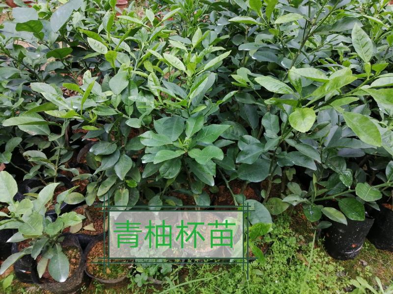 新品种柚子类越南青柚苗产地直销量大价优欢迎电话咨询
