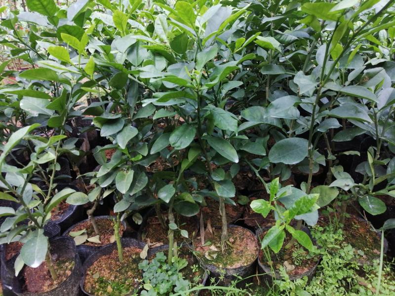新品种柚子类越南青柚苗产地直销量大价优欢迎电话咨询