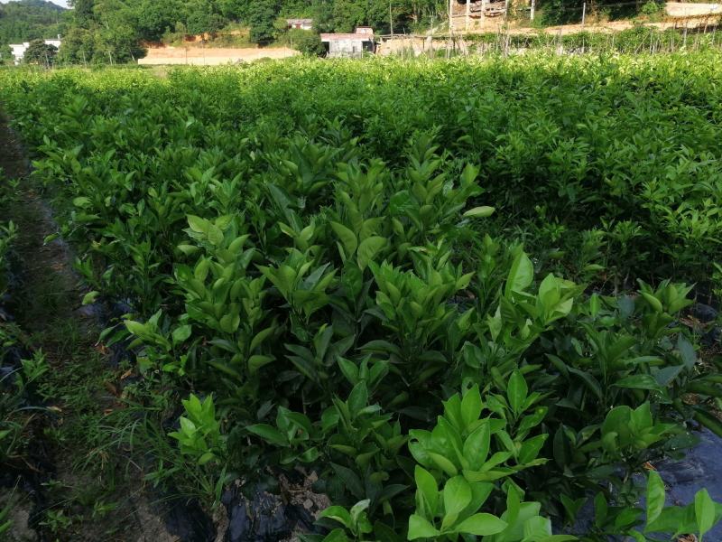 新品种柚子类越南青柚苗产地直销量大价优欢迎电话咨询