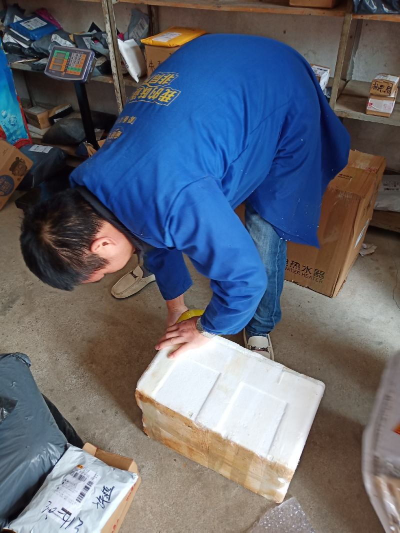 江西宜丰深山黄泥冬笋预售中，全国发货，量大从优，