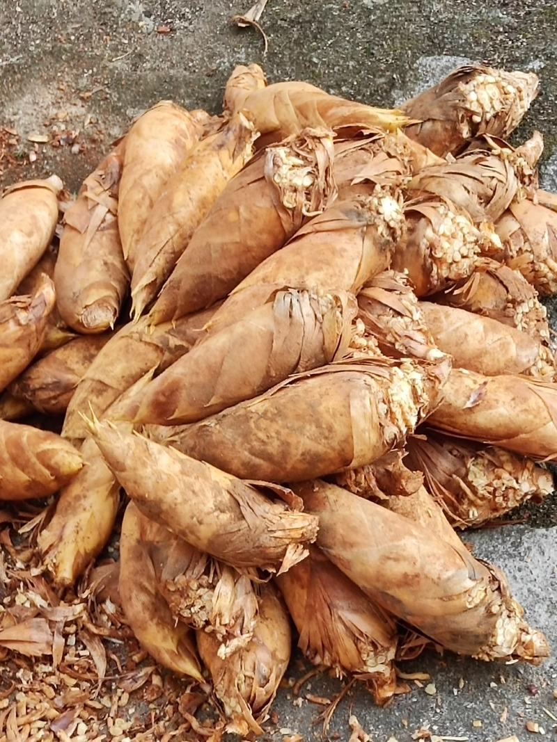 江西宜丰深山黄泥冬笋预售中，全国发货，量大从优，