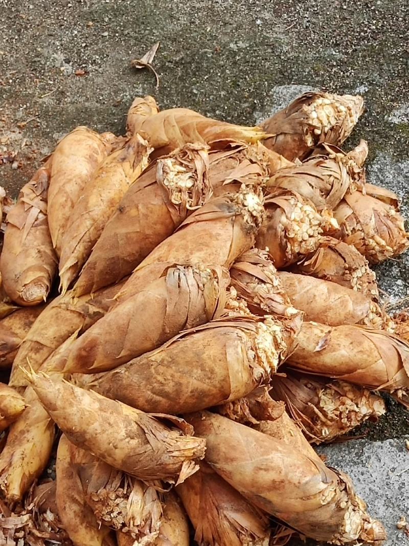 江西宜丰深山黄泥冬笋预售中，全国发货，量大从优，