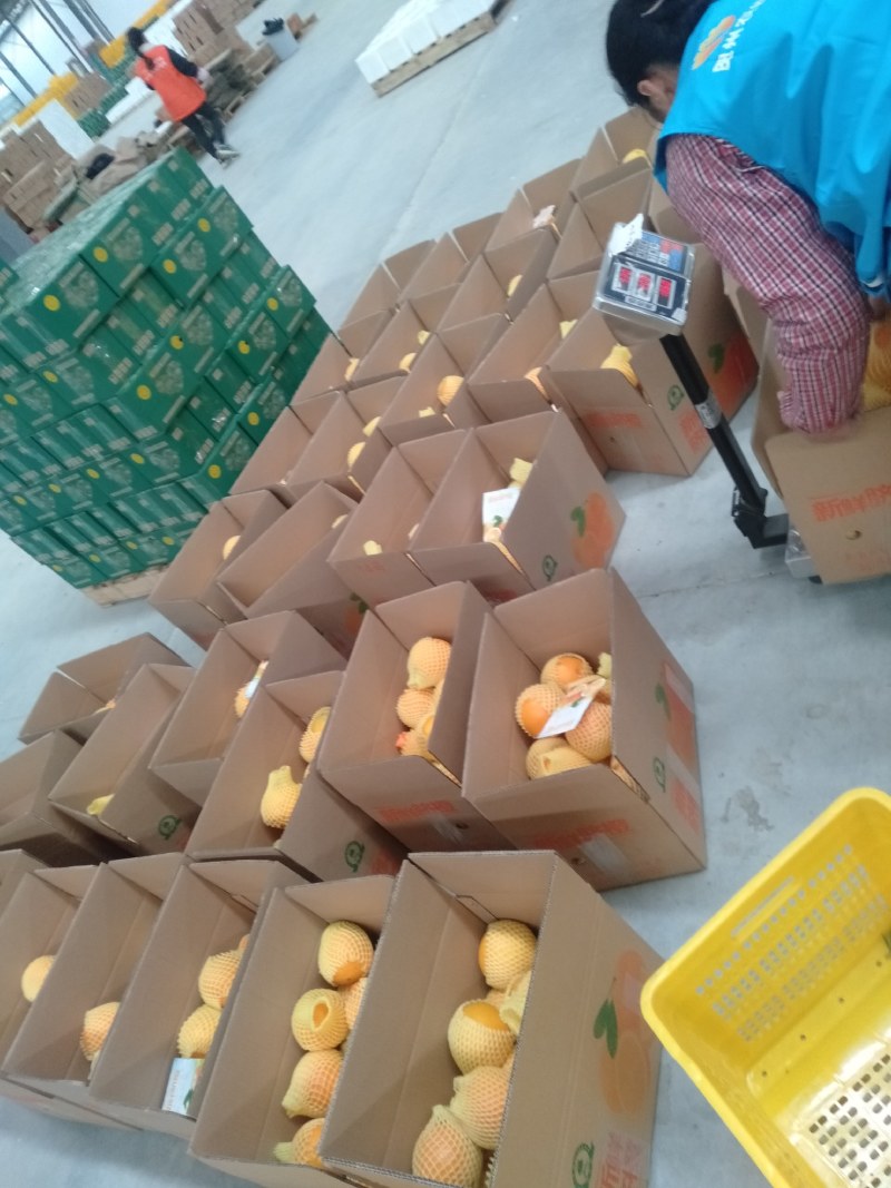 脐橙～富川脐橙之乡～纽荷尔脐~华脐7904