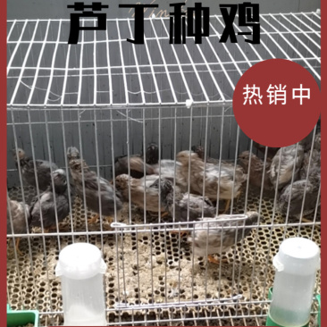 芦丁鸡种鸡，2公3母，大量出货你有量我有货