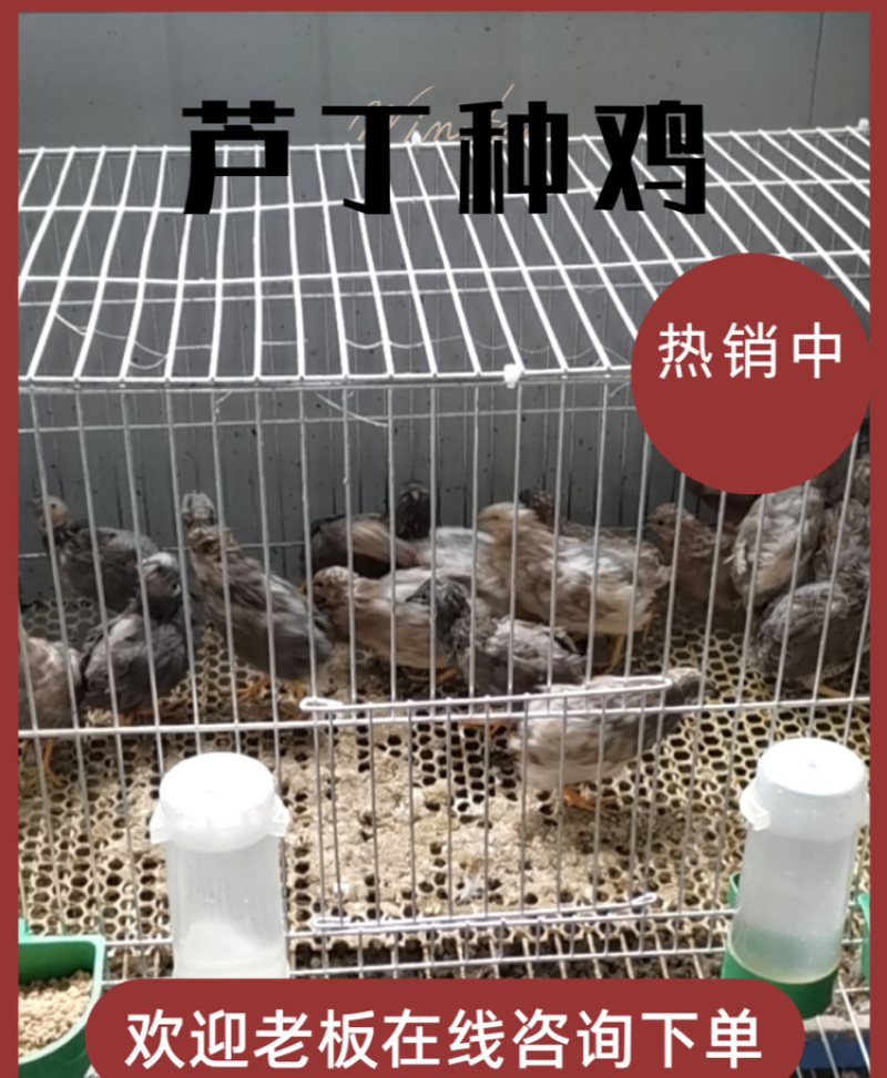 芦丁鸡种鸡，2公3母，大量出货你有量我有货