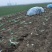 青麻叶，新三，一手货源，数量有限
