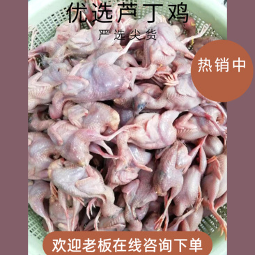 白条鸡，芦丁鸡白条有要的老板下单现杀现卖保证小鸡的新鲜