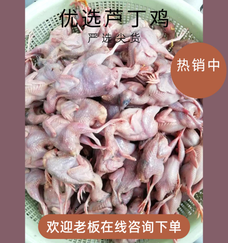 白条鸡，芦丁鸡白条有要的老板下单现杀现卖保证小鸡的新鲜