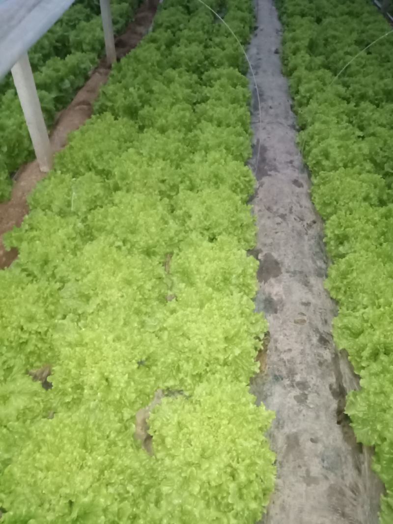 山东省青卅市精品生菜