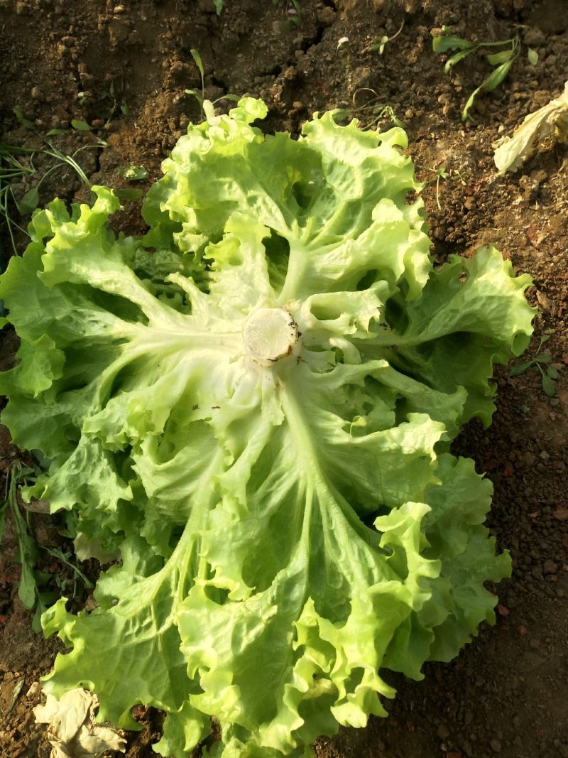 山东省青卅市精品生菜