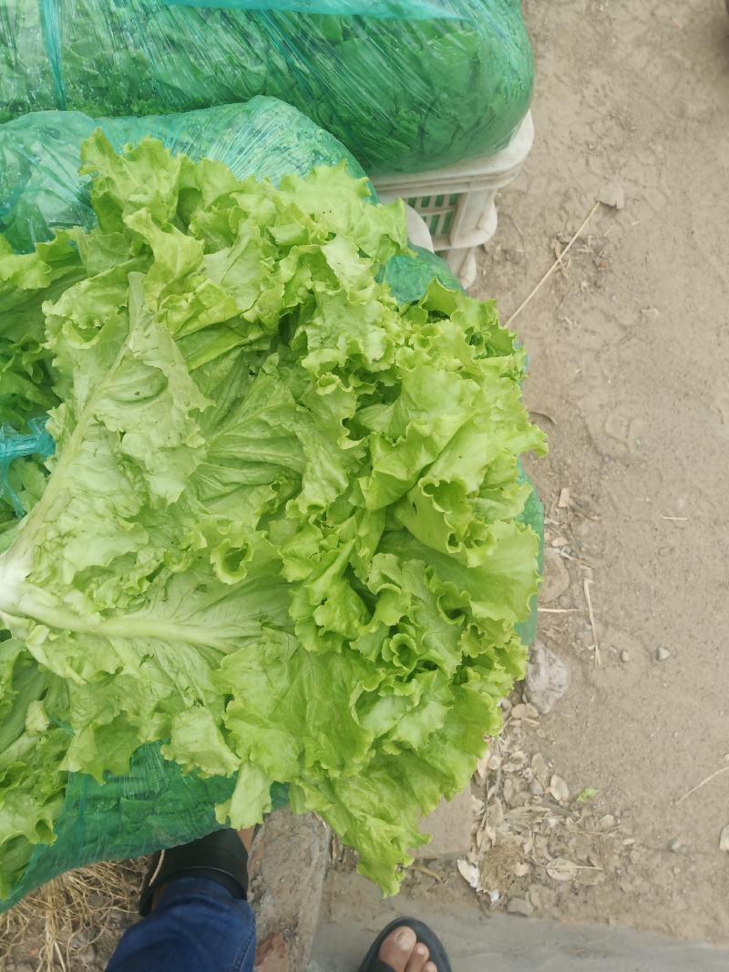 山东省青卅市精品生菜