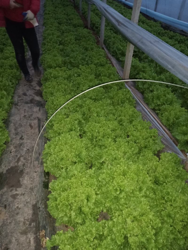 山东省青卅市精品生菜