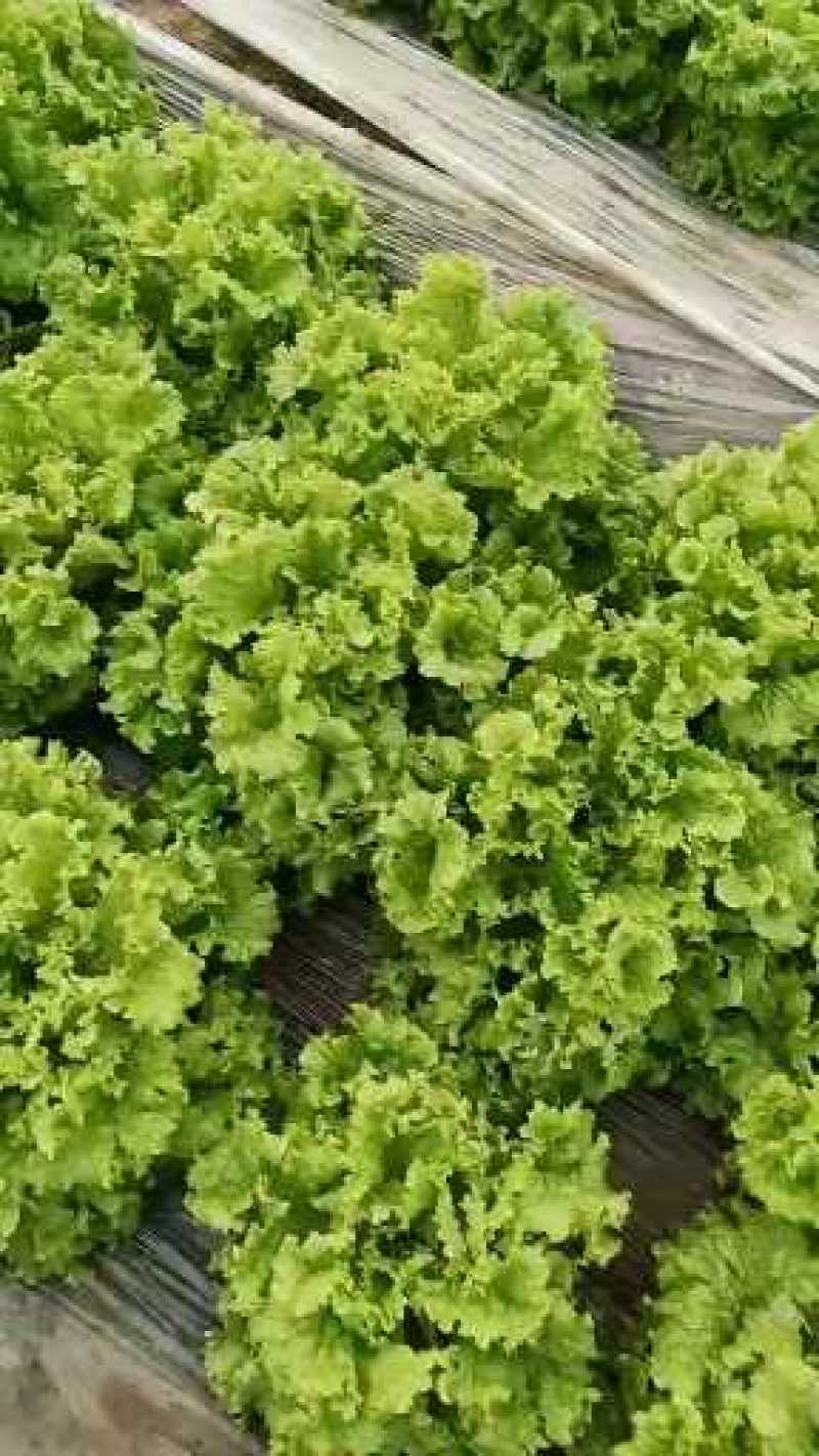 山东省青卅市精品生菜