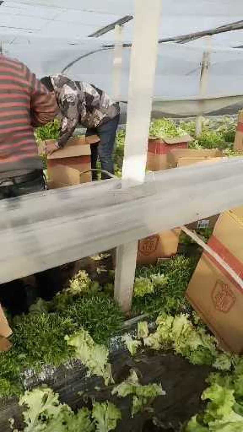 山东省青卅市精品生菜