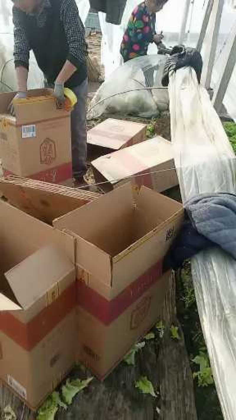 山东省青卅市精品生菜
