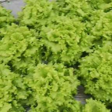 山东省青卅市精品生菜