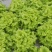 山东省青卅市精品生菜