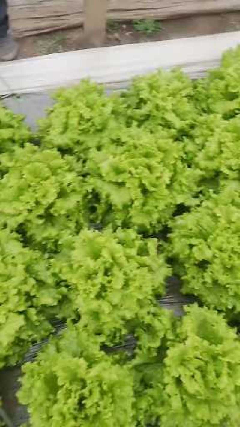 山东省青卅市精品生菜