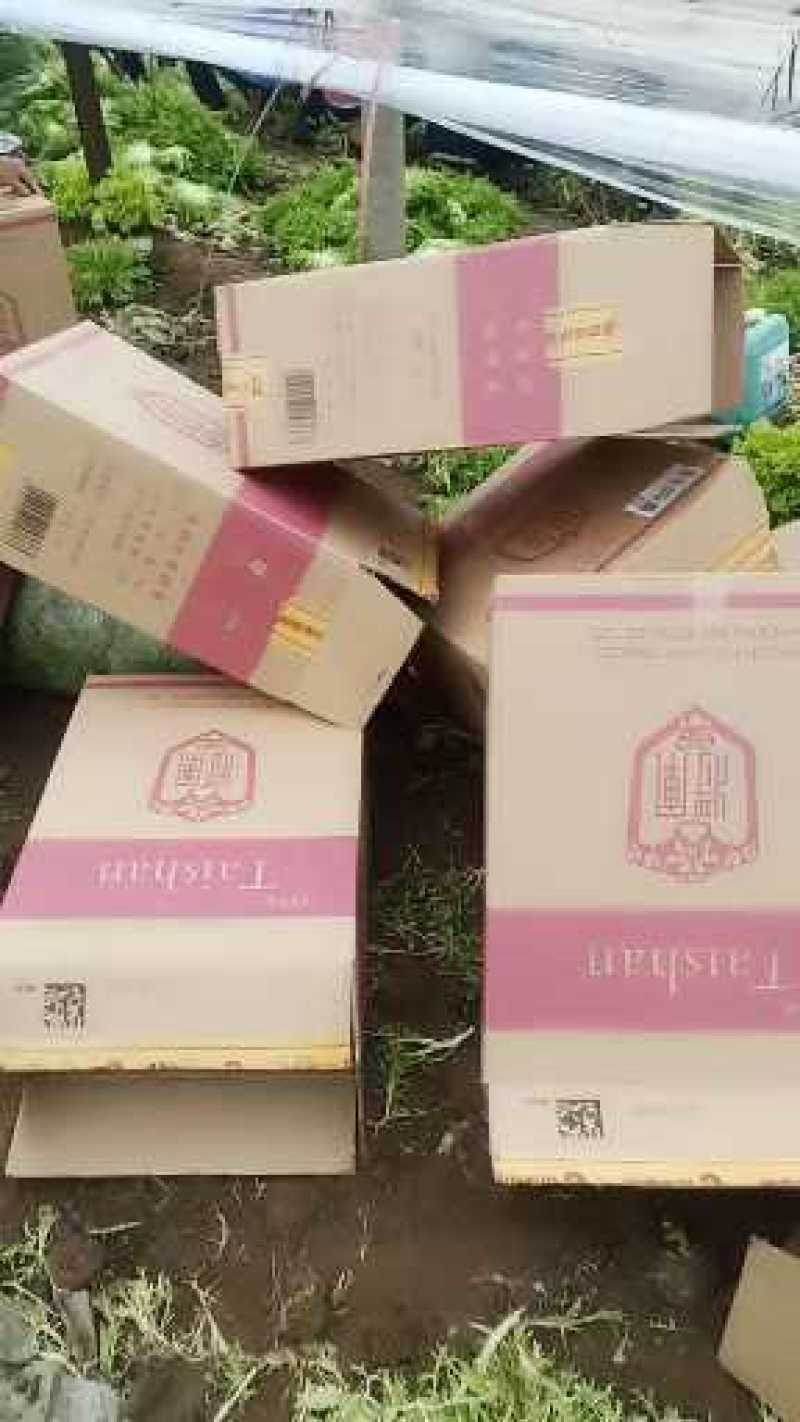 山东省青卅市精品生菜
