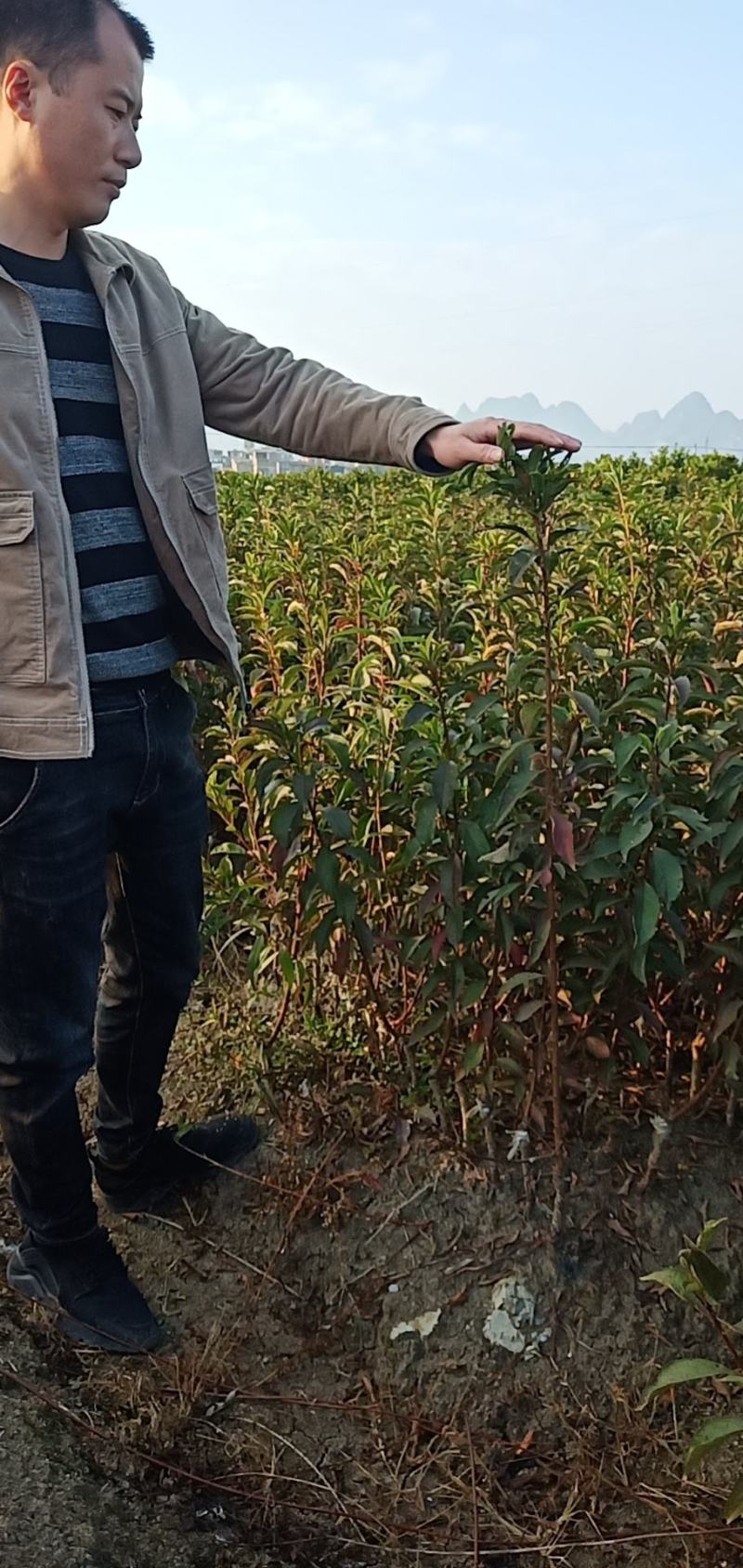 蜂糖李苗出售，苗子价格实惠，种出来的果子美味好吃。