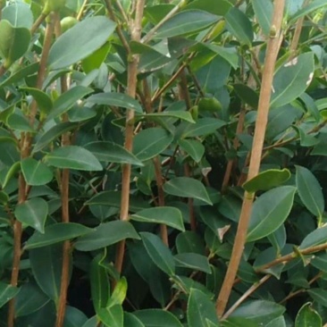 油茶杯苗基地大量供应优质高产嫁接油茶苗质量保证价格优惠