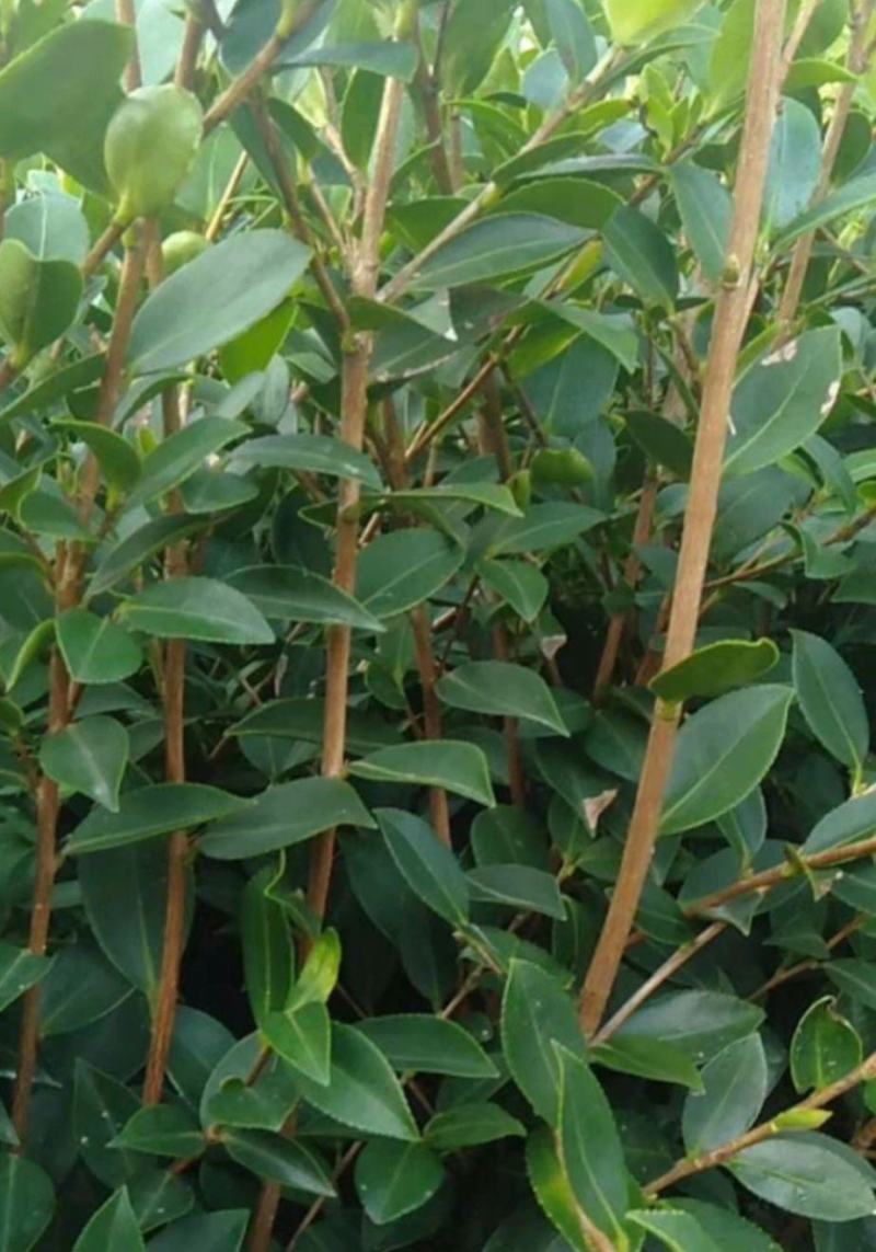 油茶杯苗基地大量供应优质高产嫁接油茶苗质量保证价格优惠