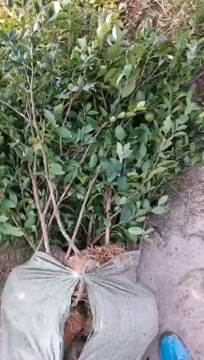 油茶杯苗基地大量供应优质高产嫁接油茶苗质量保证价格优惠