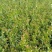 油茶杯苗基地大量供应优质高产嫁接油茶苗质量保证价格优惠